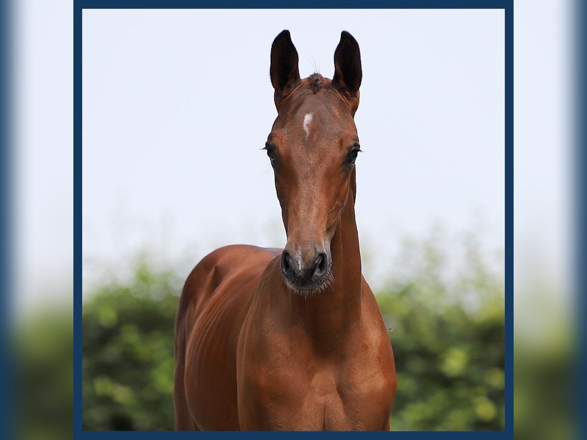 Zangersheider Hingst Föl (07/2024) Brun in Gieten