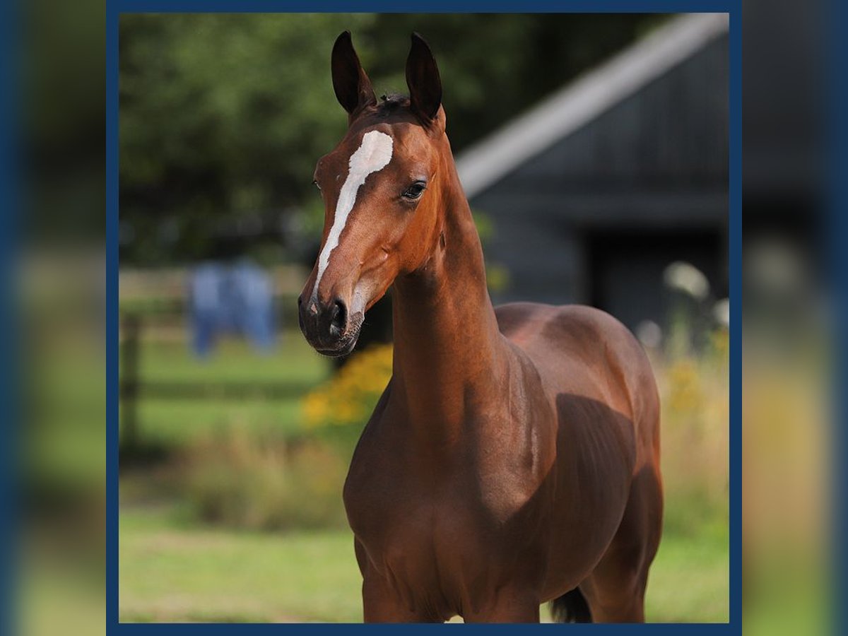 Zangersheider Hingst Föl (04/2024) Brun in Gieten