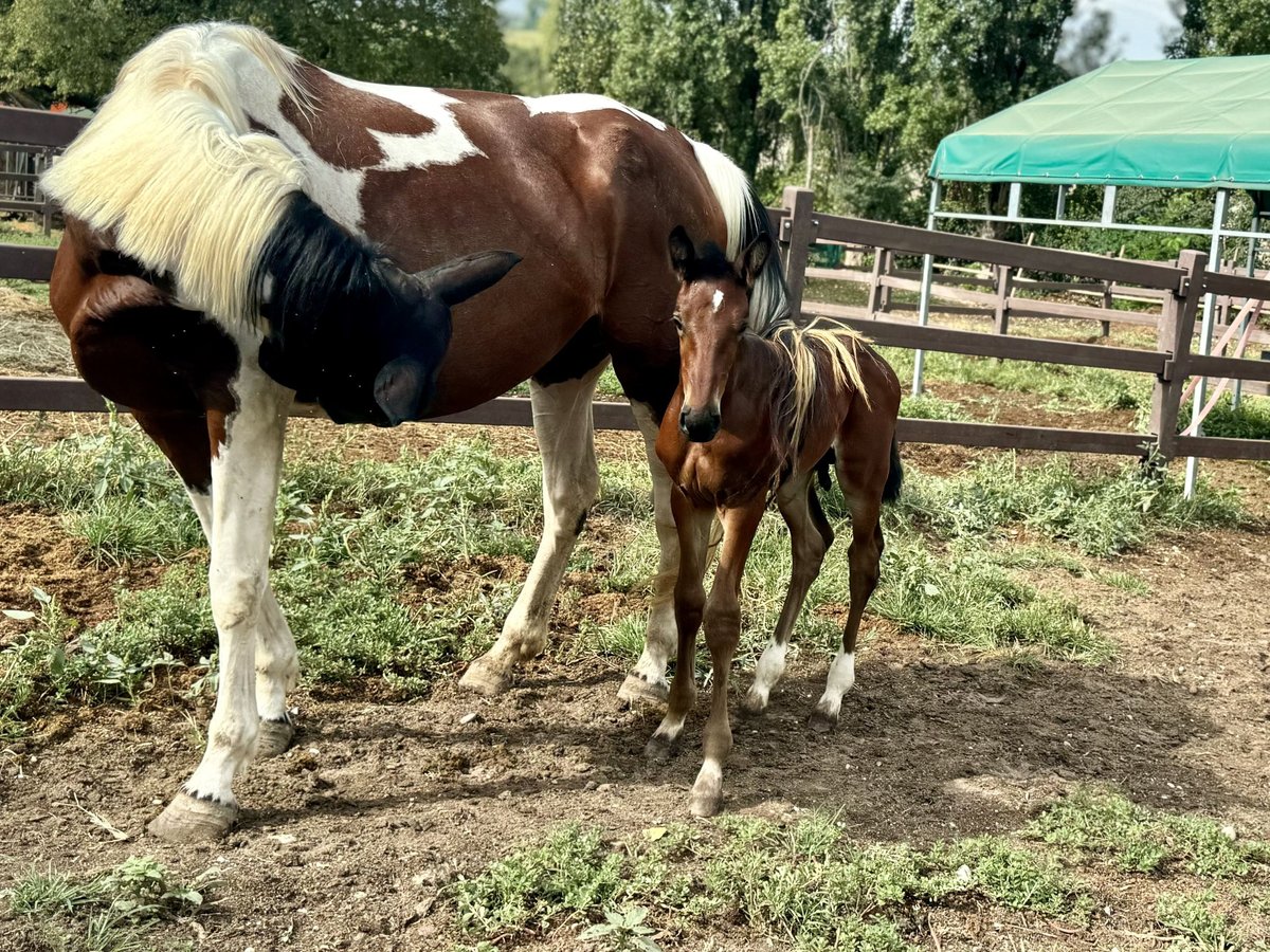 Zangersheider Hingst Föl (07/2024) Brun in GROTE-BROGEL