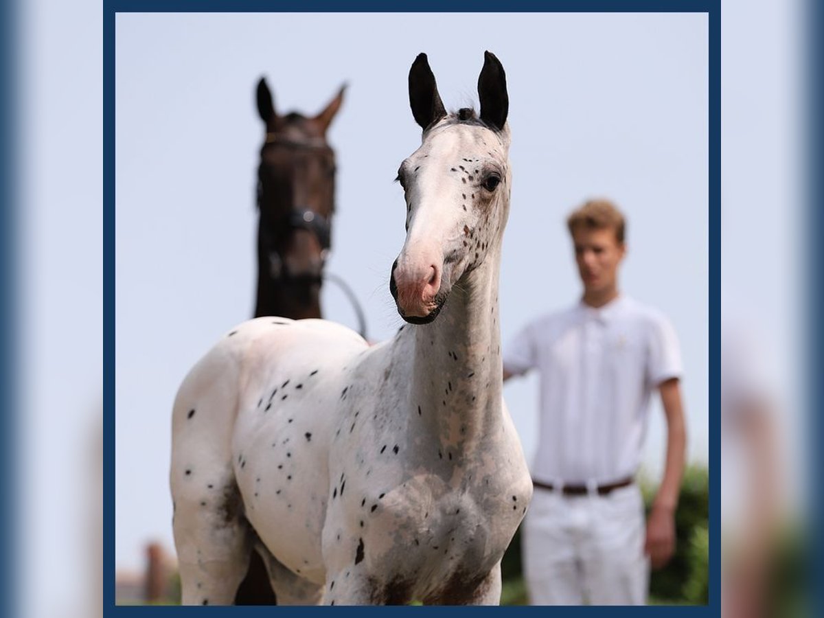 Zangersheider Hingst Föl (06/2024) in Gieten