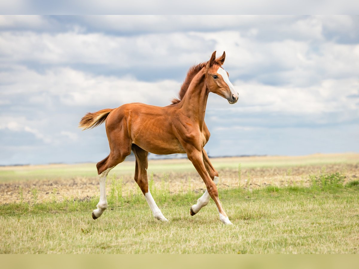 Zangersheider Hingst Föl (03/2024) fux in Wudzyn