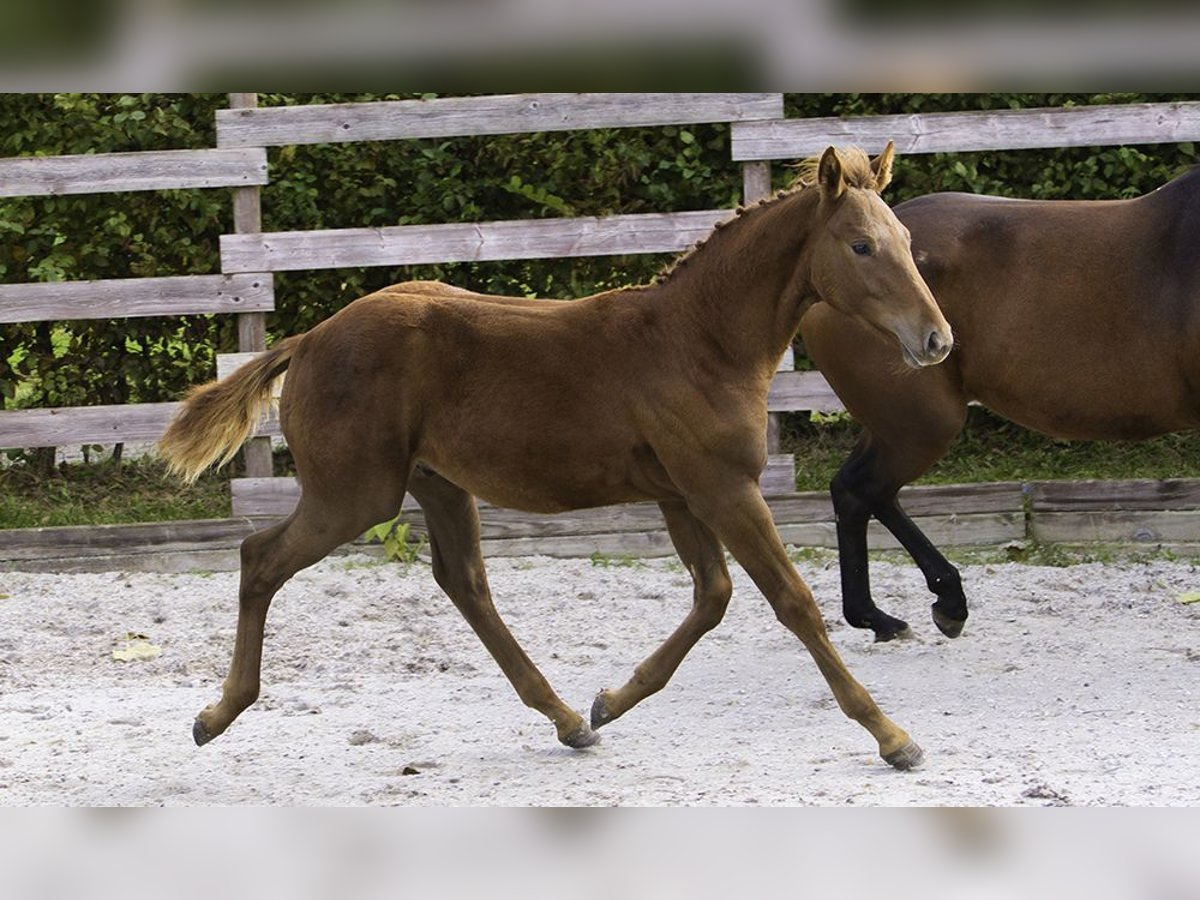 Zangersheider Hingst Föl (05/2024) Fux in Hannut