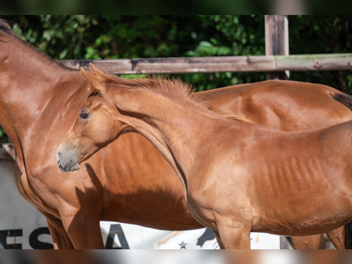 Zangersheider Hingst Föl (01/2024) fux in GROTE-BROGEL