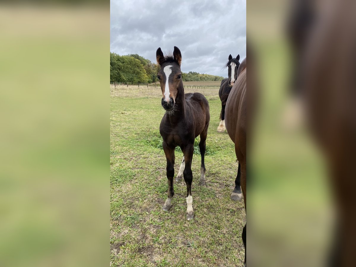 Zangersheider Hingst Föl (07/2024) Mörkbrun in Moryń