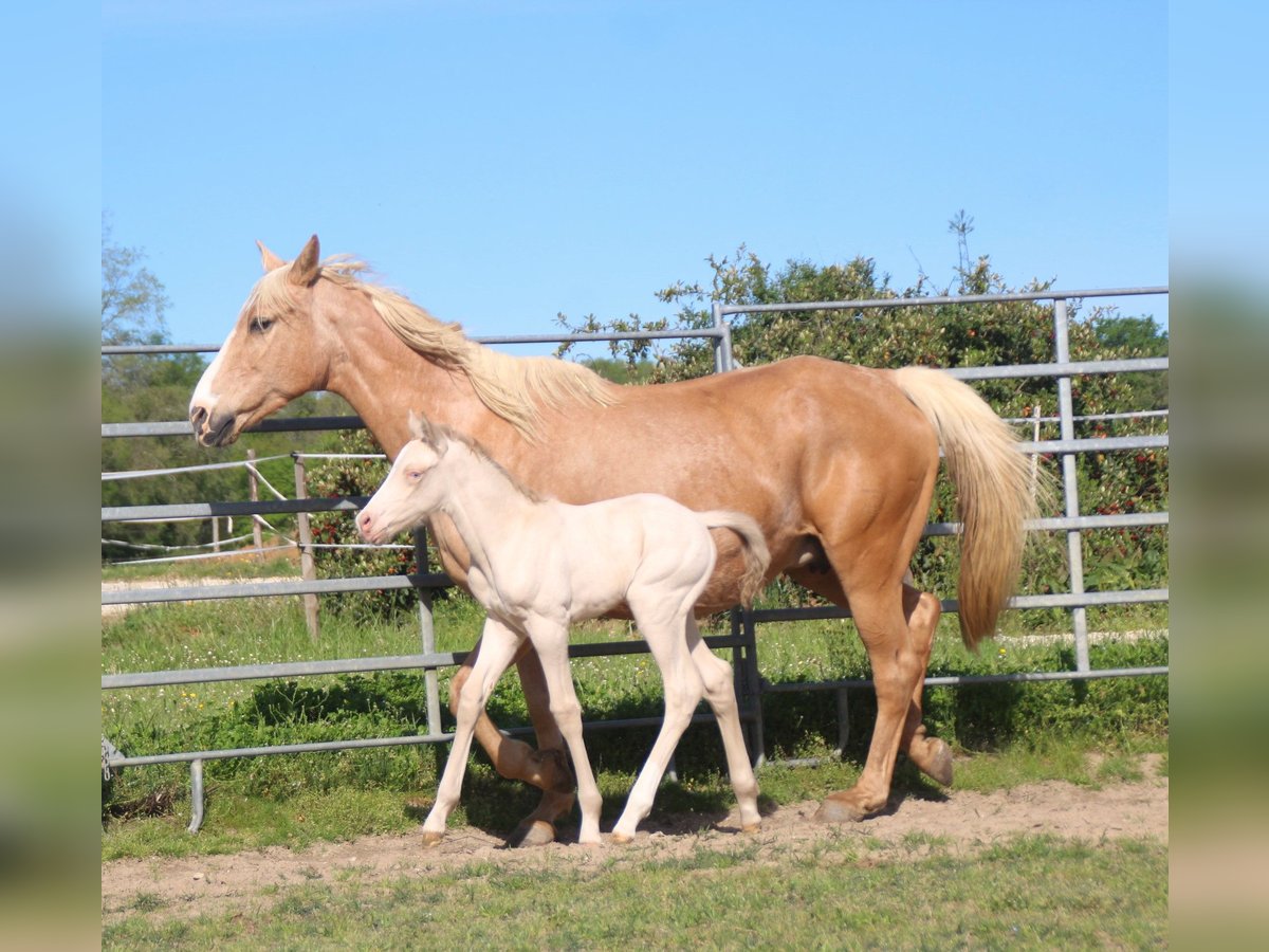 Zangersheider Hingst Föl (04/2024) Perlino in Monflanquin