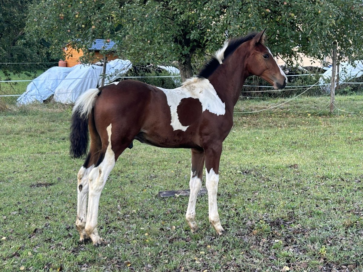 Zangersheider Hingst Föl (05/2024) Pinto in ObersontheimObersontheim