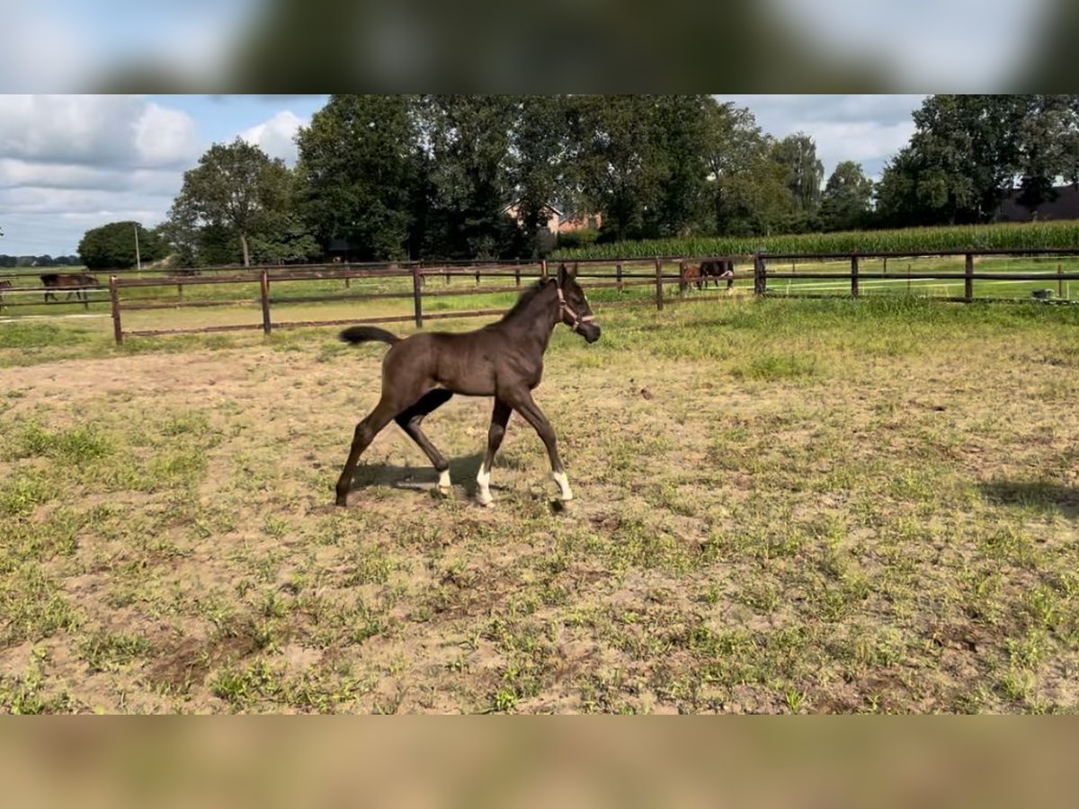 Zangersheider Hingst Föl (06/2024) Rökfärgad svart in Lemele