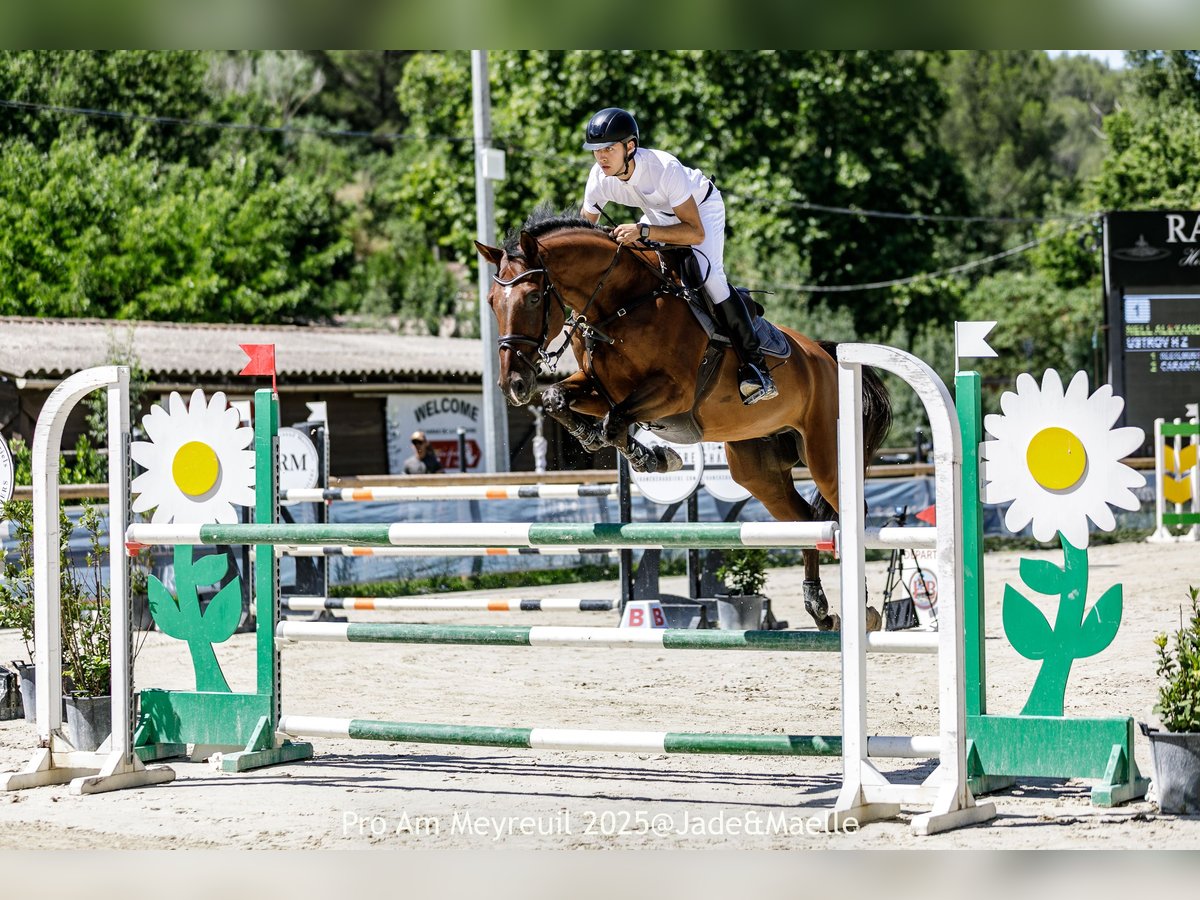 Zangersheider Hongre 10 Ans 167 cm Bai brun in Villeneuve-Loubet
