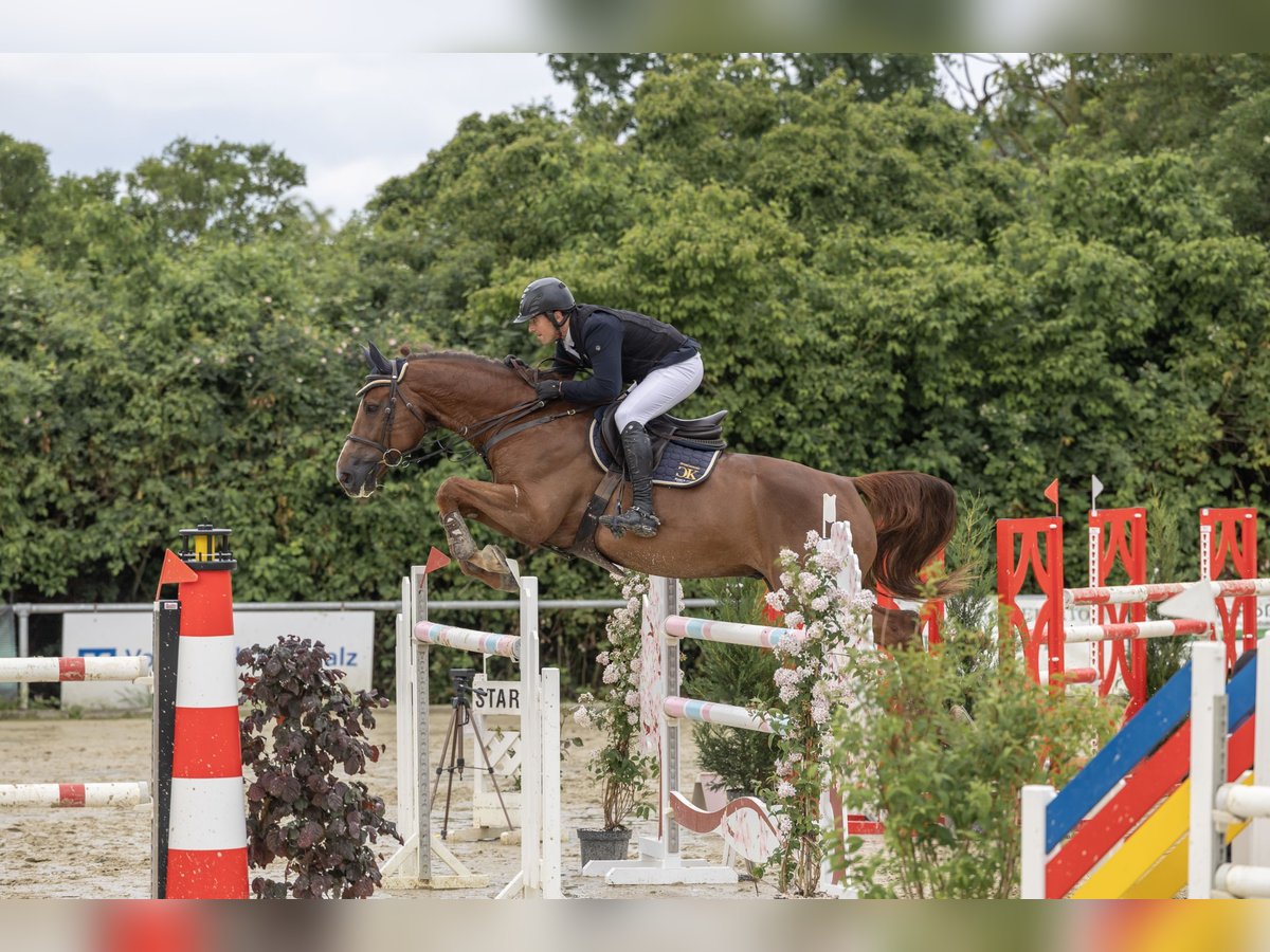 Zangersheider Hongre 10 Ans 172 cm Alezan brûlé in Gerstetten