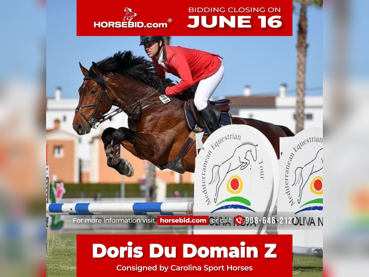 Zangersheider Hongre 15 Ans 178 cm Bai cerise in Clover, SC