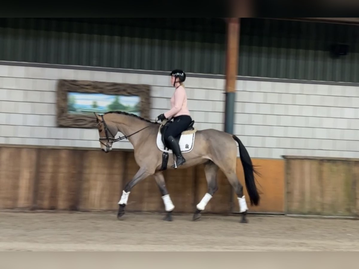 Zangersheider Hongre 16 Ans 169 cm Bai clair in Oud Gastel