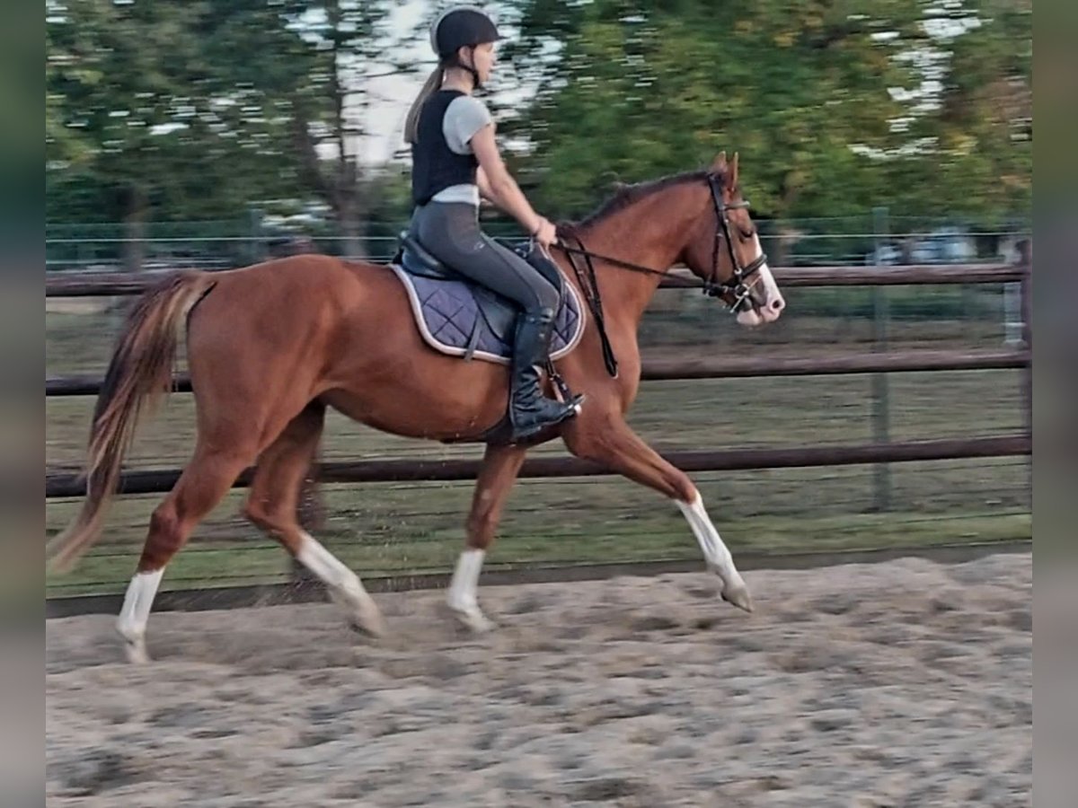 Zangersheider Hongre 3 Ans 153 cm Alezan in Alken