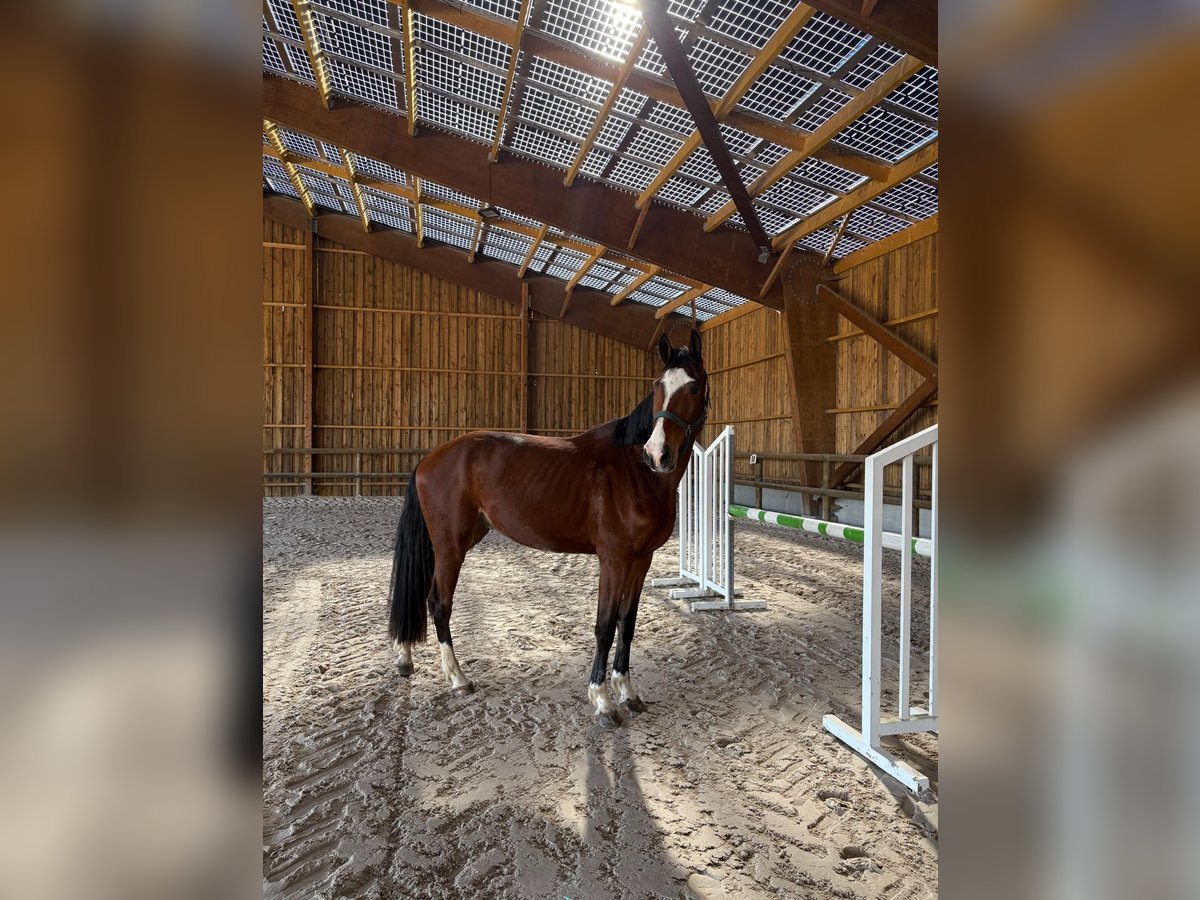 Zangersheider Hongre 3 Ans 165 cm Bai in Ennevelin