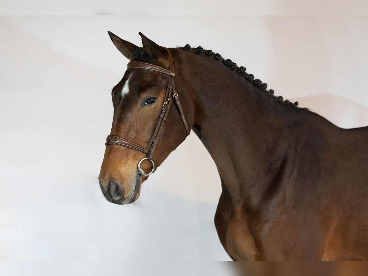 Zangersheider Hongre 3 Ans 165 cm Bai in Heerde