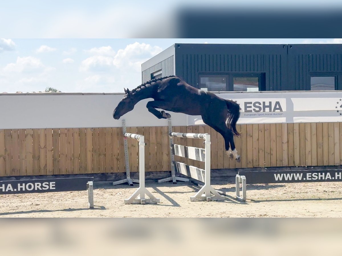 Zangersheider Hongre 3 Ans 166 cm in GROTE-BROGEL