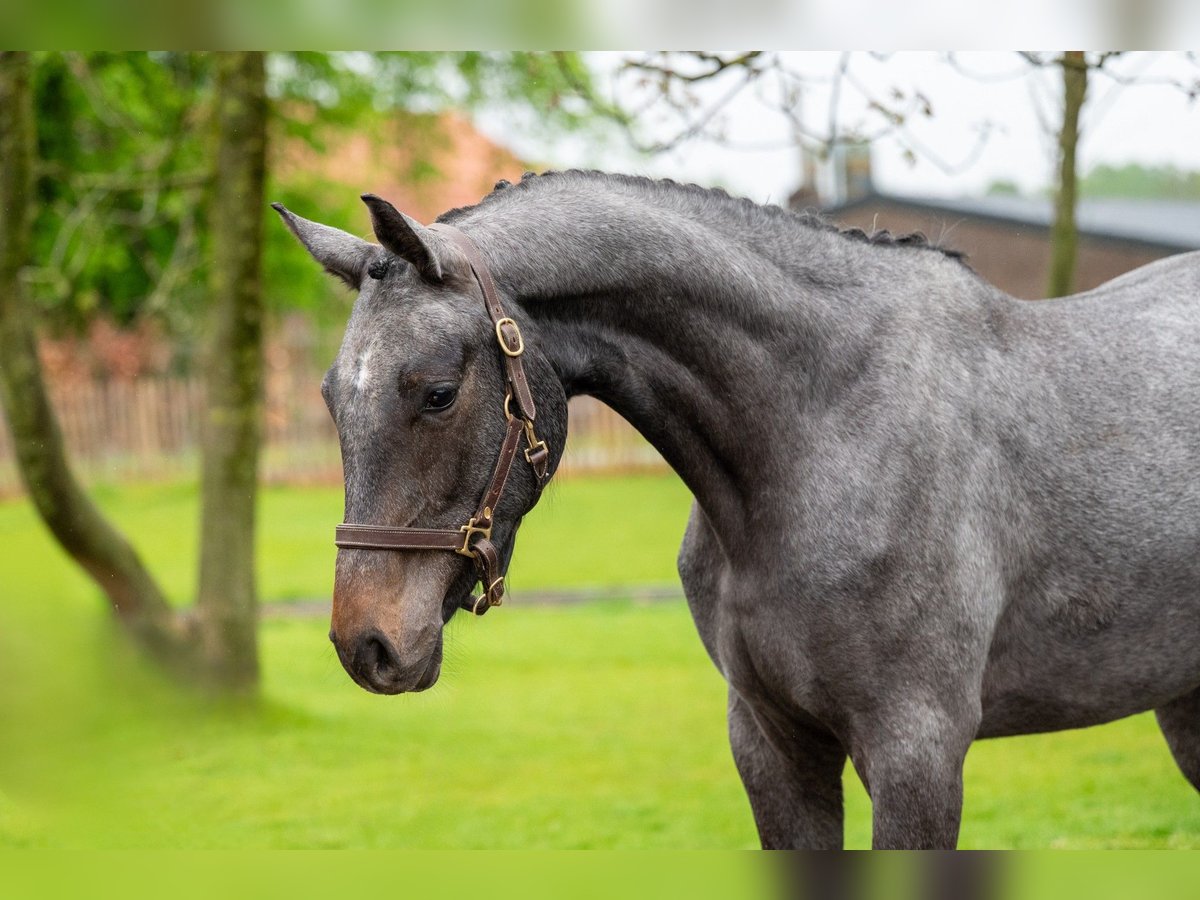 Zangersheider Hongre 3 Ans 166 cm Gris in GROTE-BROGEL