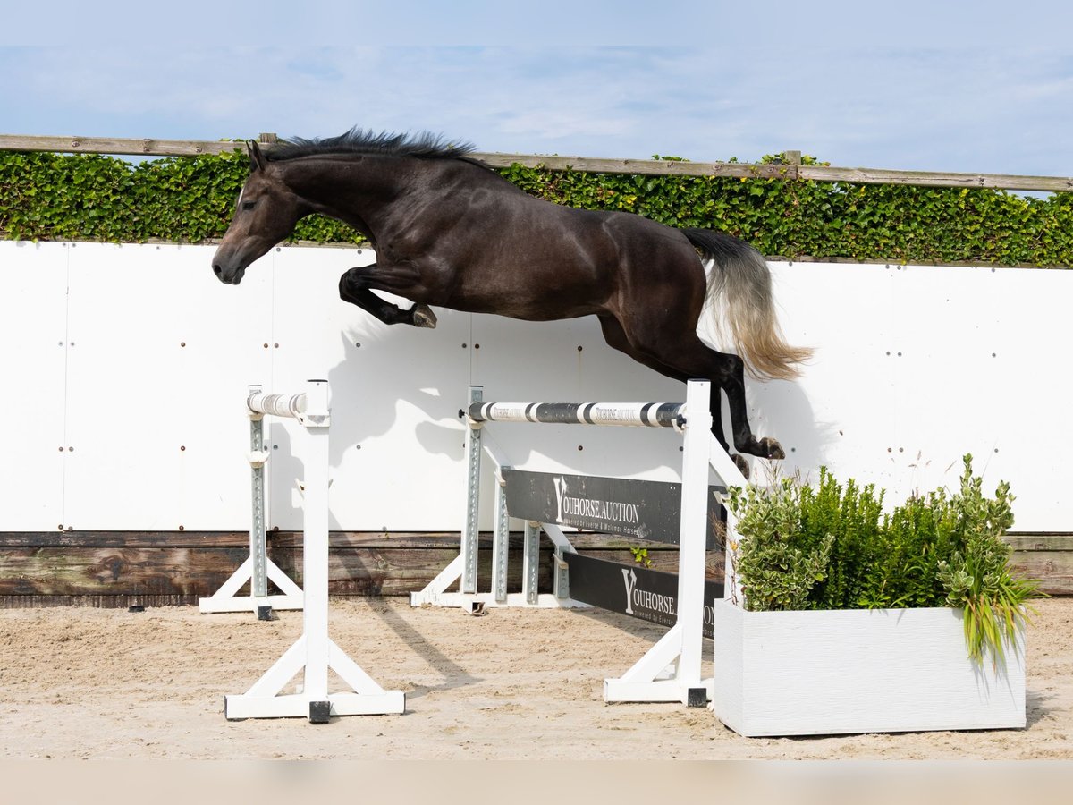 Zangersheider Hongre 3 Ans 166 cm Gris in Waddinxveen