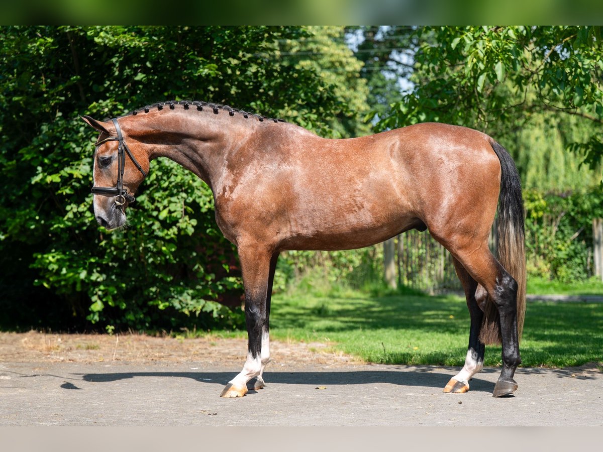 Zangersheider Hongre 3 Ans 167 cm Gris in GROTE-BROGEL