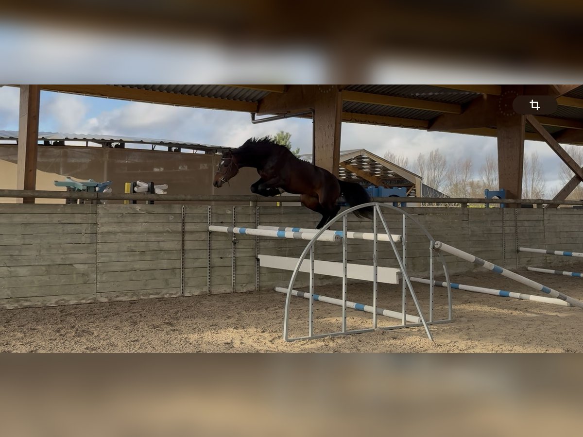 Zangersheider Hongre 3 Ans 168 cm Bai brun foncé in Faumont