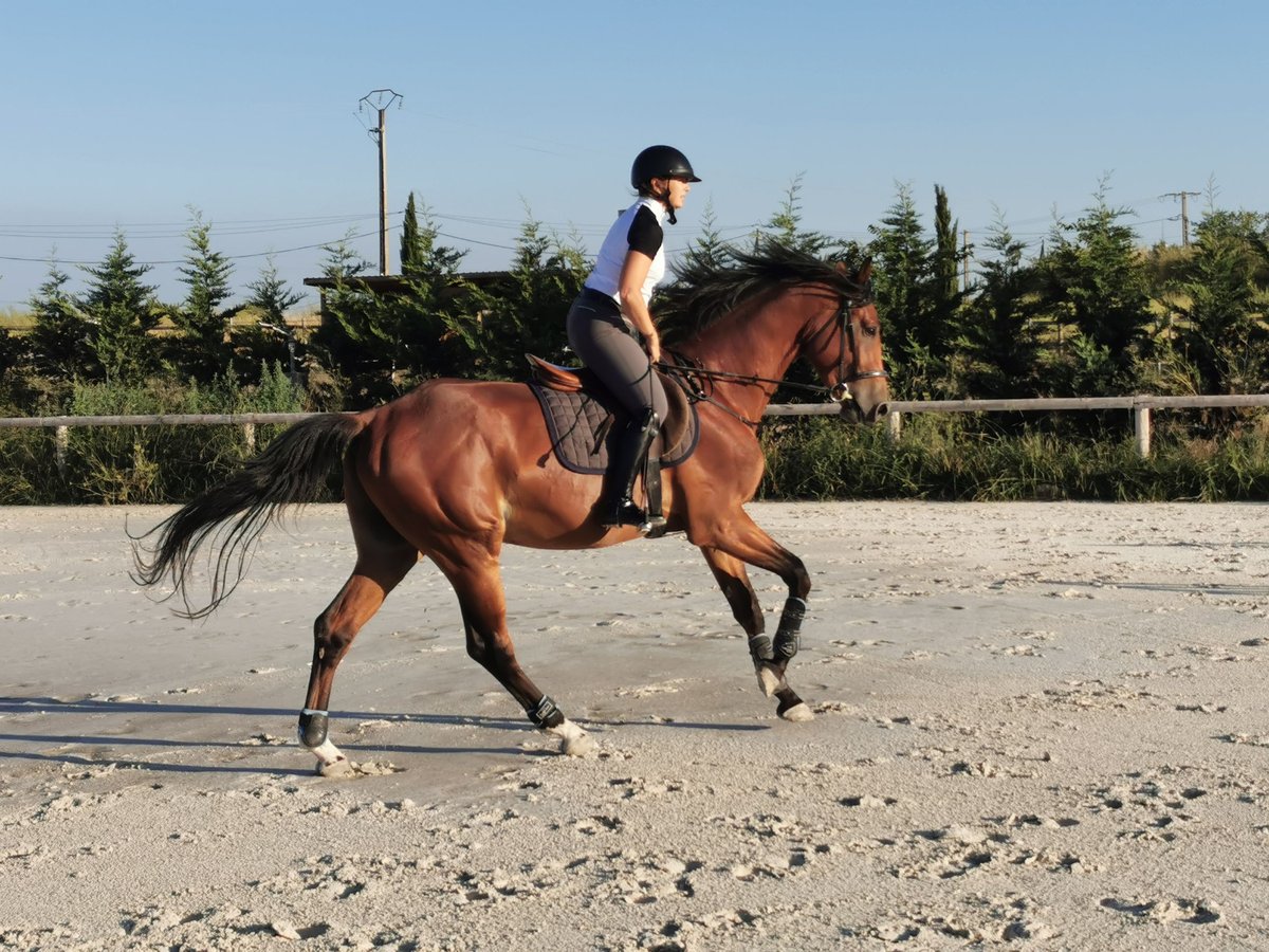 Zangersheider Hongre 3 Ans 168 cm Bai in Saint-Martin-de-Crau