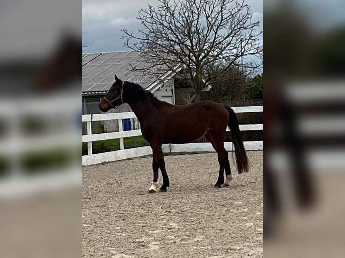 Zangersheider Hongre 3 Ans 168 cm Bai in Ehrenkirchen