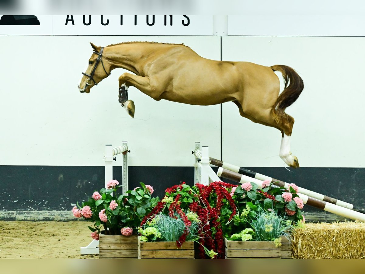 Zangersheider Hongre 3 Ans 175 cm Alezan in Bladel