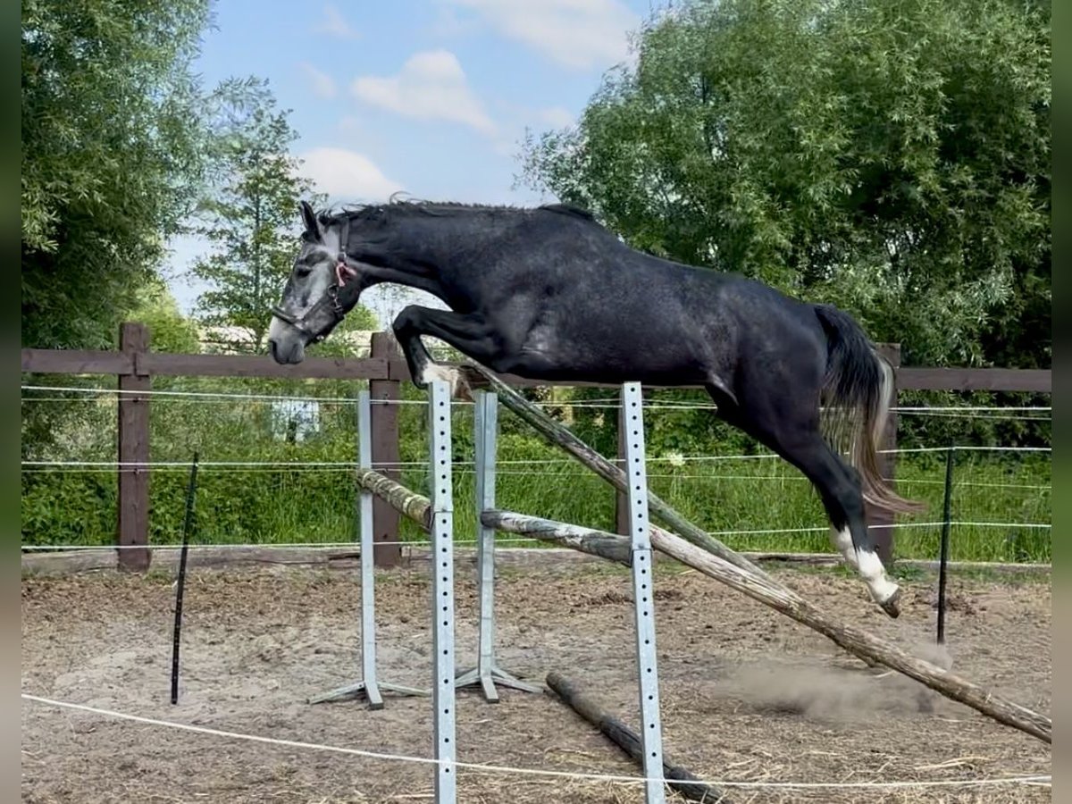 Zangersheider Hongre 3 Ans 175 cm Grullo in GROTE BROGEL