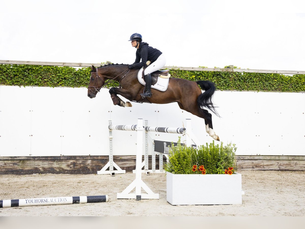 Zangersheider Hongre 4 Ans 158 cm Bai in Waddinxveen