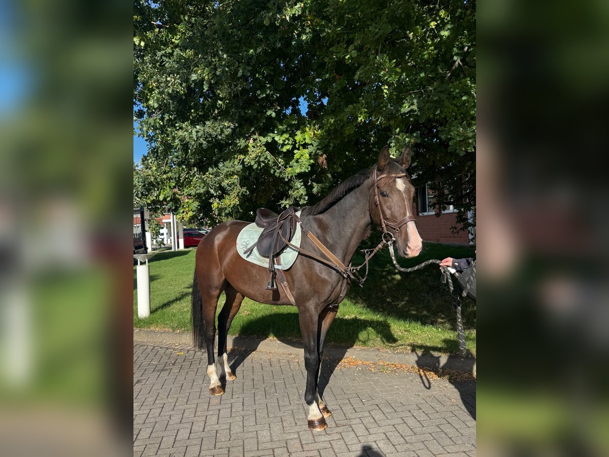 Zangersheider Hongre 4 Ans 165 cm Bai in Nettersheim