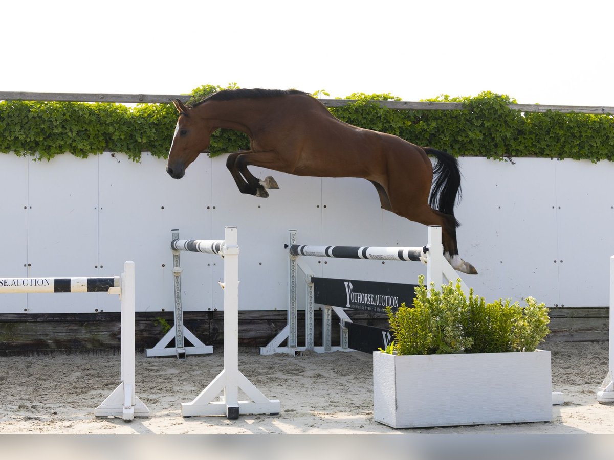 Zangersheider Hongre 4 Ans 166 cm Alezan in Waddinxveen