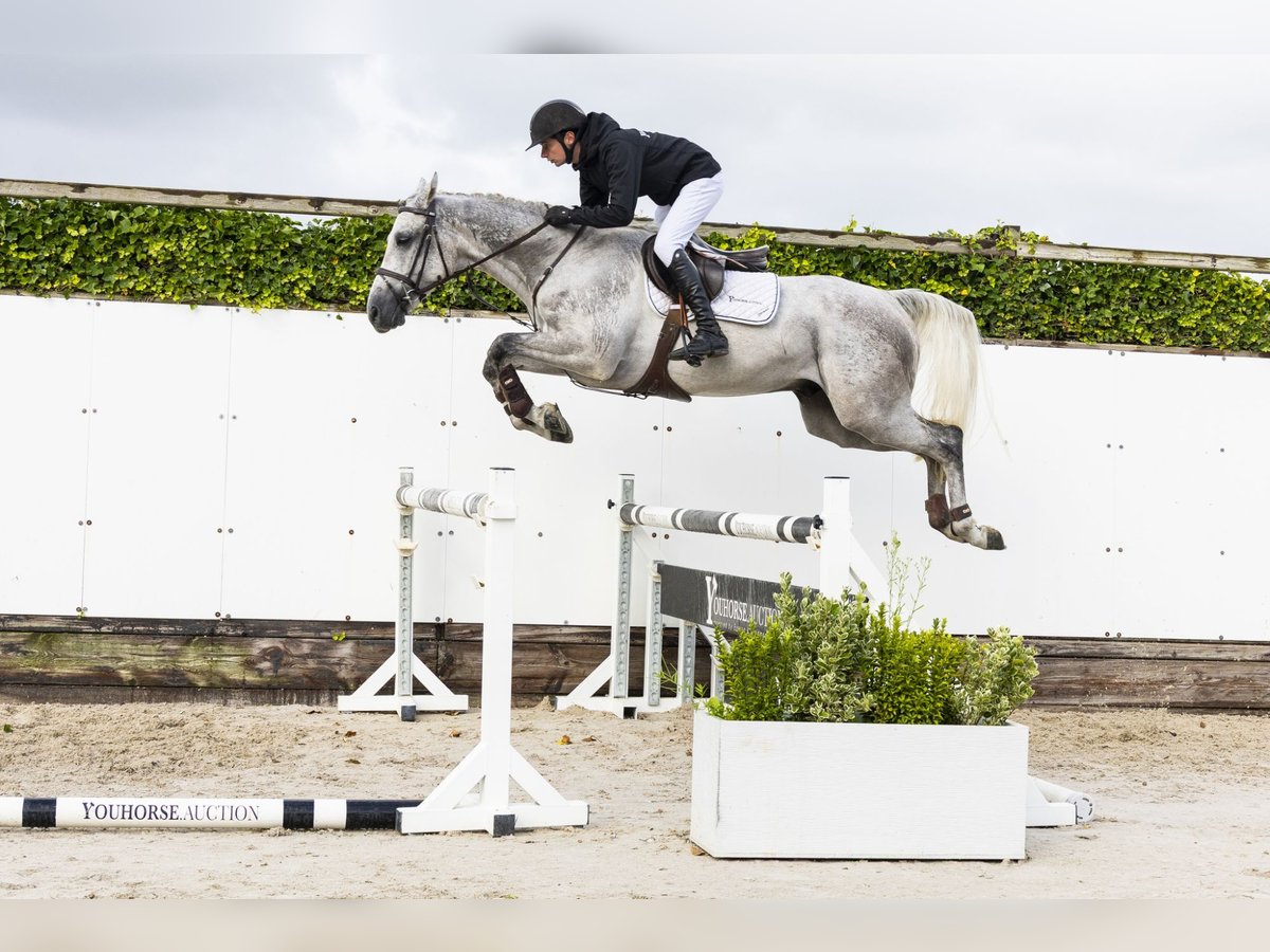 Zangersheider Hongre 4 Ans 166 cm Gris in Waddinxveen