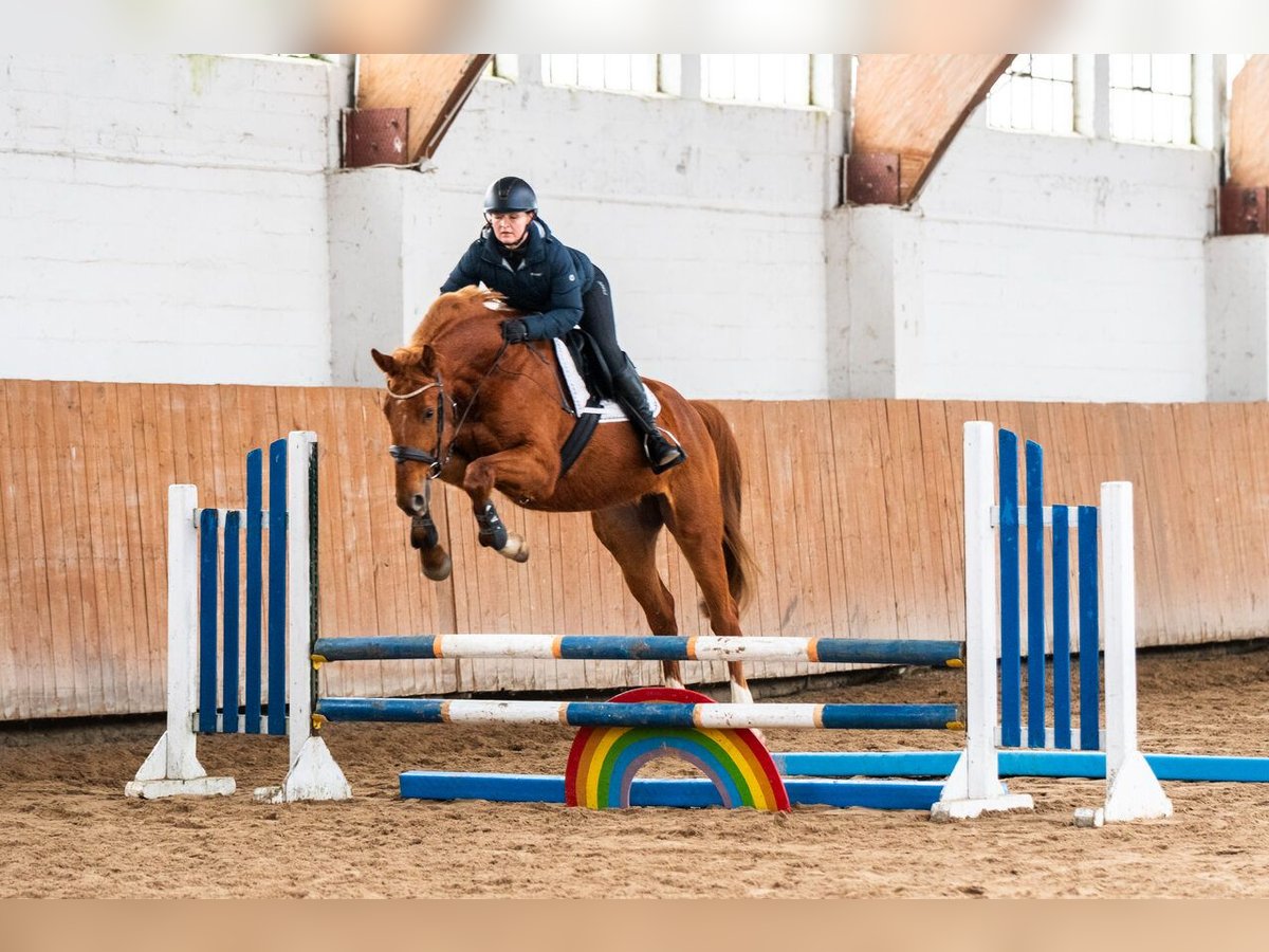Zangersheider Hongre 4 Ans 167 cm Alezan in Ko&#x142;obrzeg