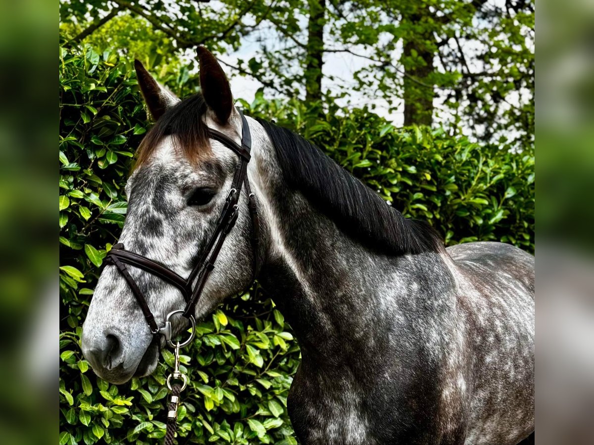 Zangersheider Hongre 4 Ans 167 cm Gris (bai-dun) in Havixbeck