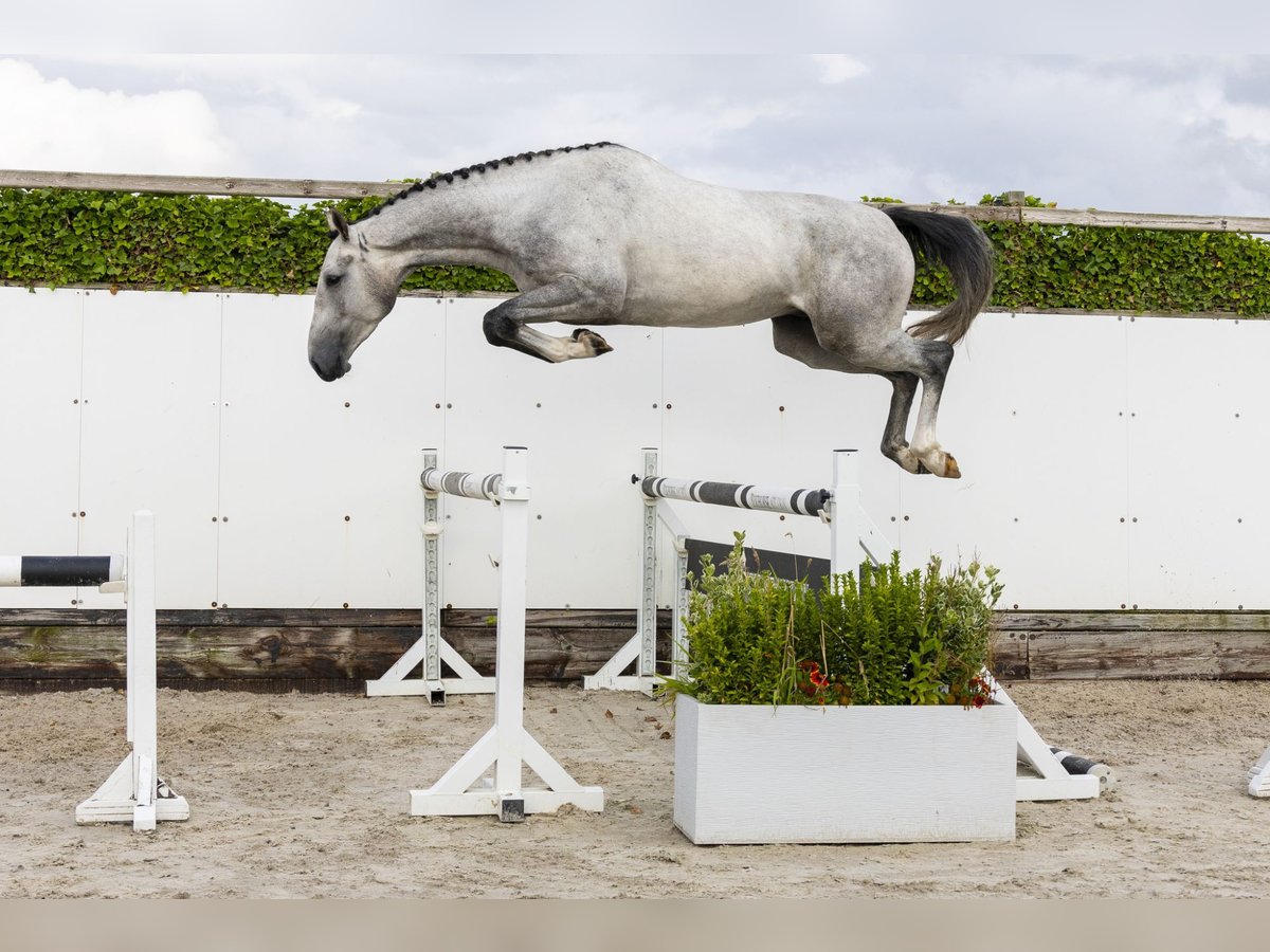 Zangersheider Hongre 4 Ans 167 cm Gris in Waddinxveen