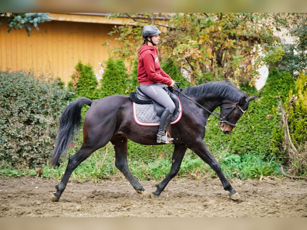 Zangersheider Hongre 4 Ans 169 cm in PuchPuch