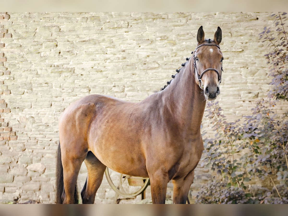 Zangersheider Hongre 4 Ans 170 cm Bai in GROTE-BROGEL