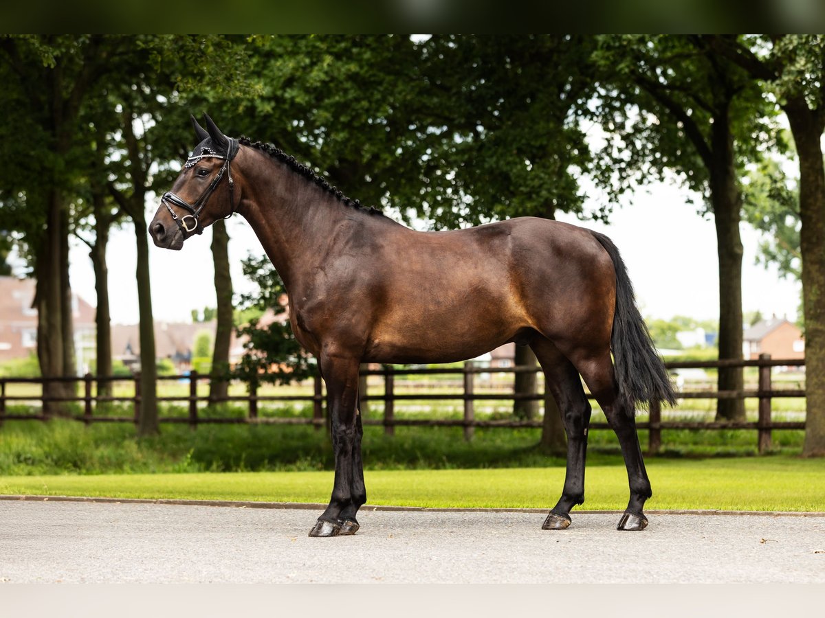 Zangersheider Hongre 4 Ans Bai brun in Bocholt
