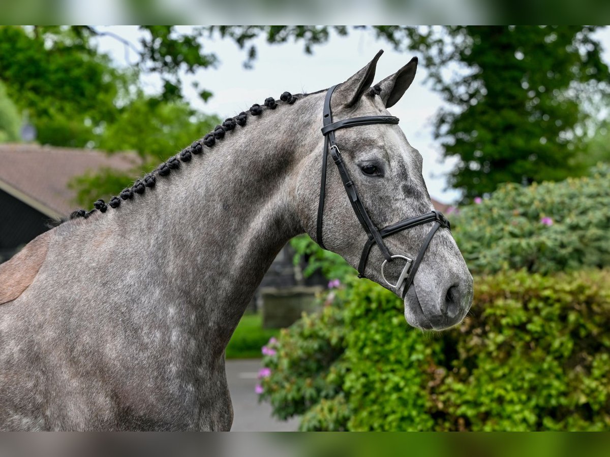 Zangersheider Hongre 4 Ans Gris in wk heerde