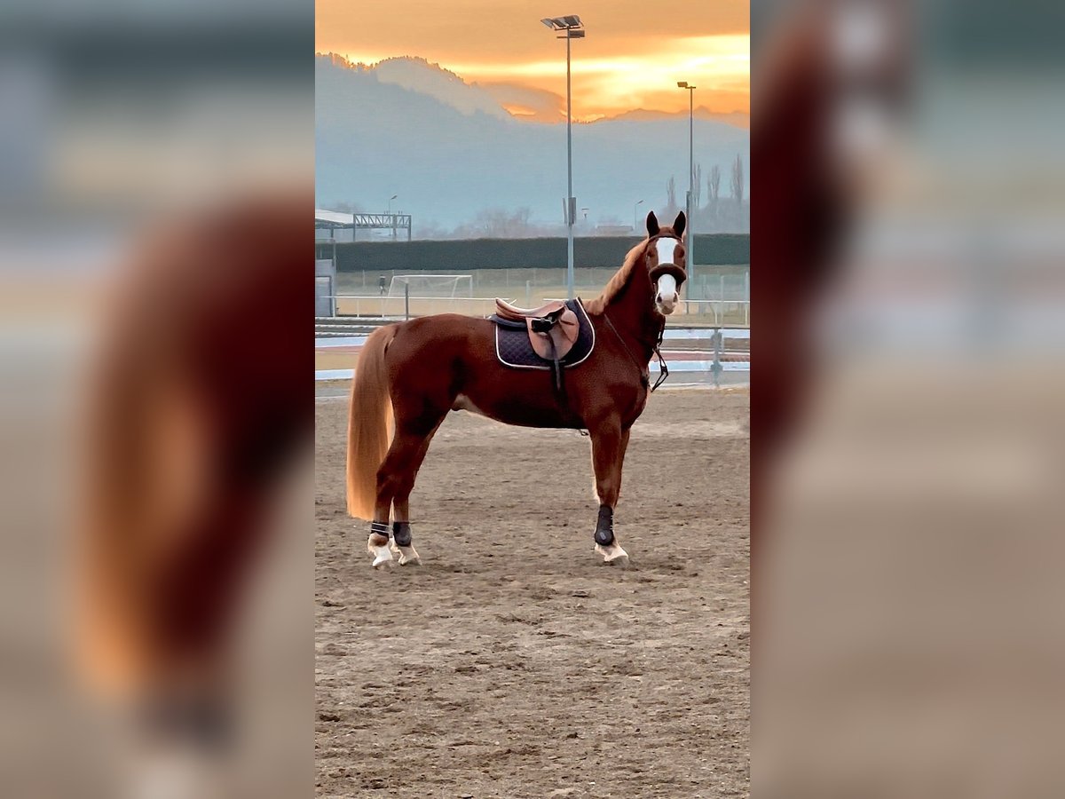 Zangersheider Hongre 5 Ans 165 cm Alezan in Feldkirchen in K&#xE4;rnten