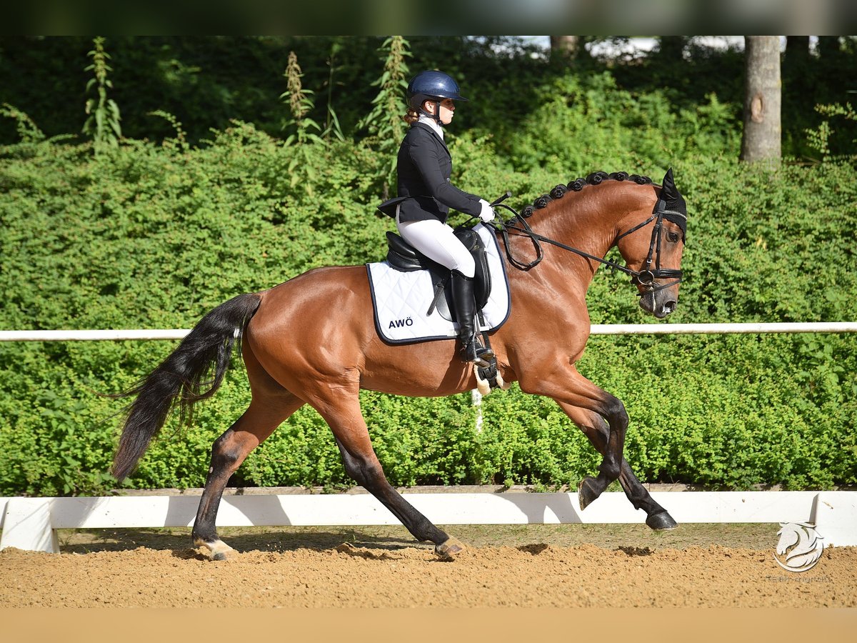 Zangersheider Hongre 5 Ans 165 cm Bai in Stadl paura