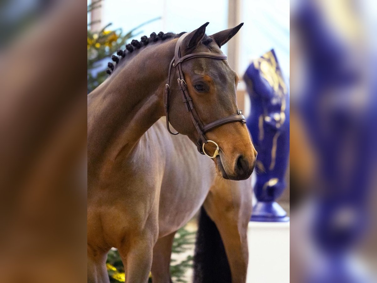 Zangersheider Hongre 5 Ans 165 cm Bai in Diepholz