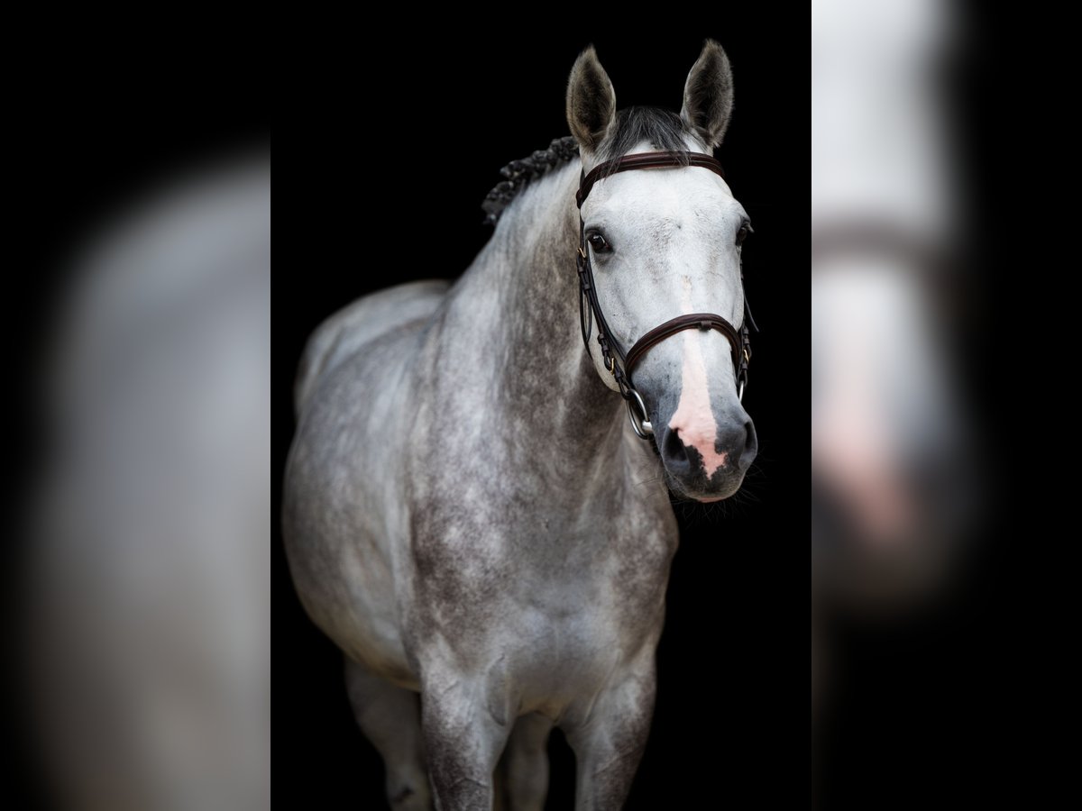 Zangersheider Hongre 5 Ans 166 cm Gris in Radom