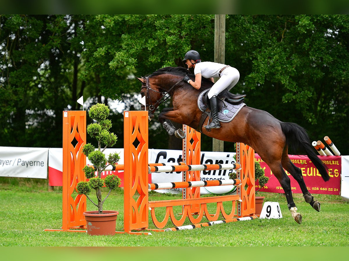 Zangersheider Hongre 5 Ans 167 cm Bai brun in Ersigen