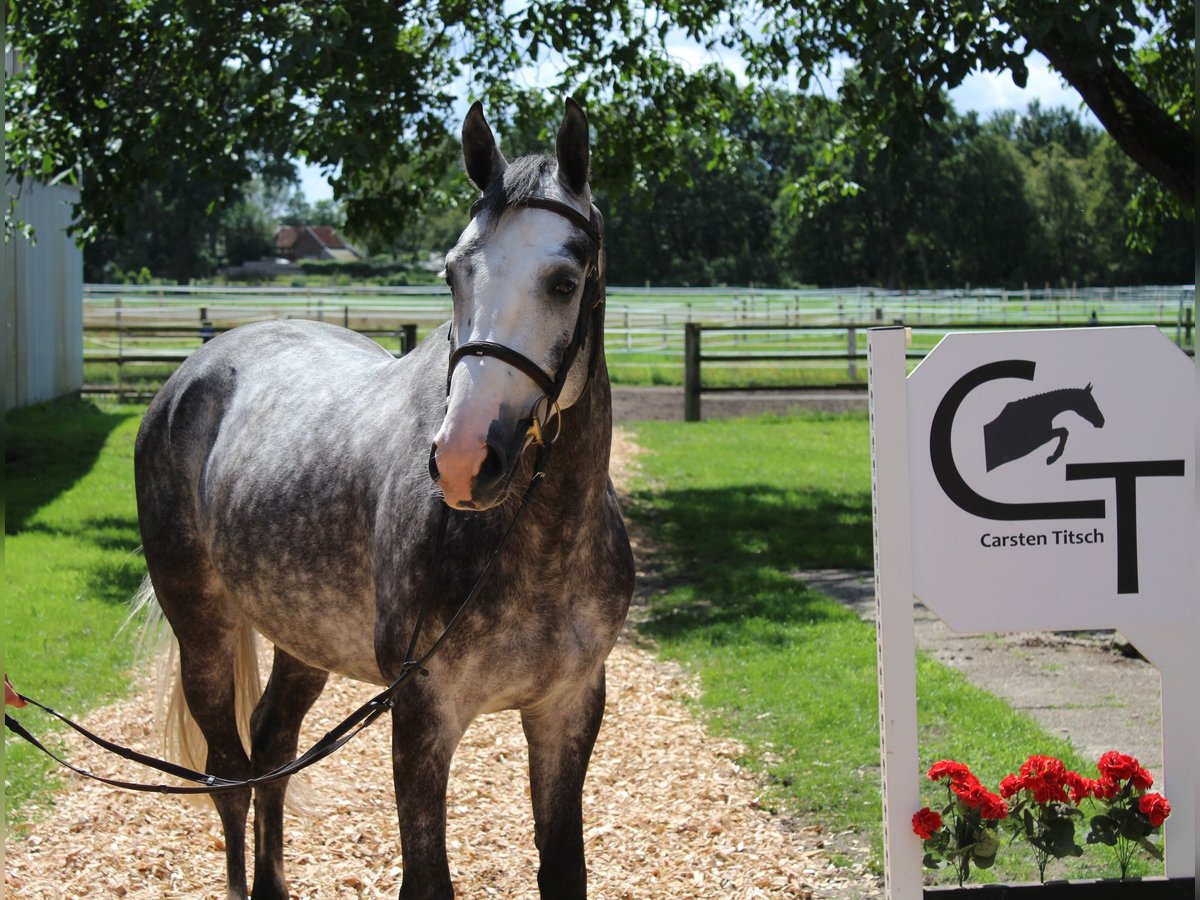Zangersheider Hongre 5 Ans 167 cm Gris in Langlingen