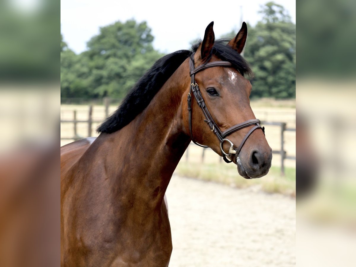 Zangersheider Hongre 5 Ans 170 cm Bai brun in Nottuln
