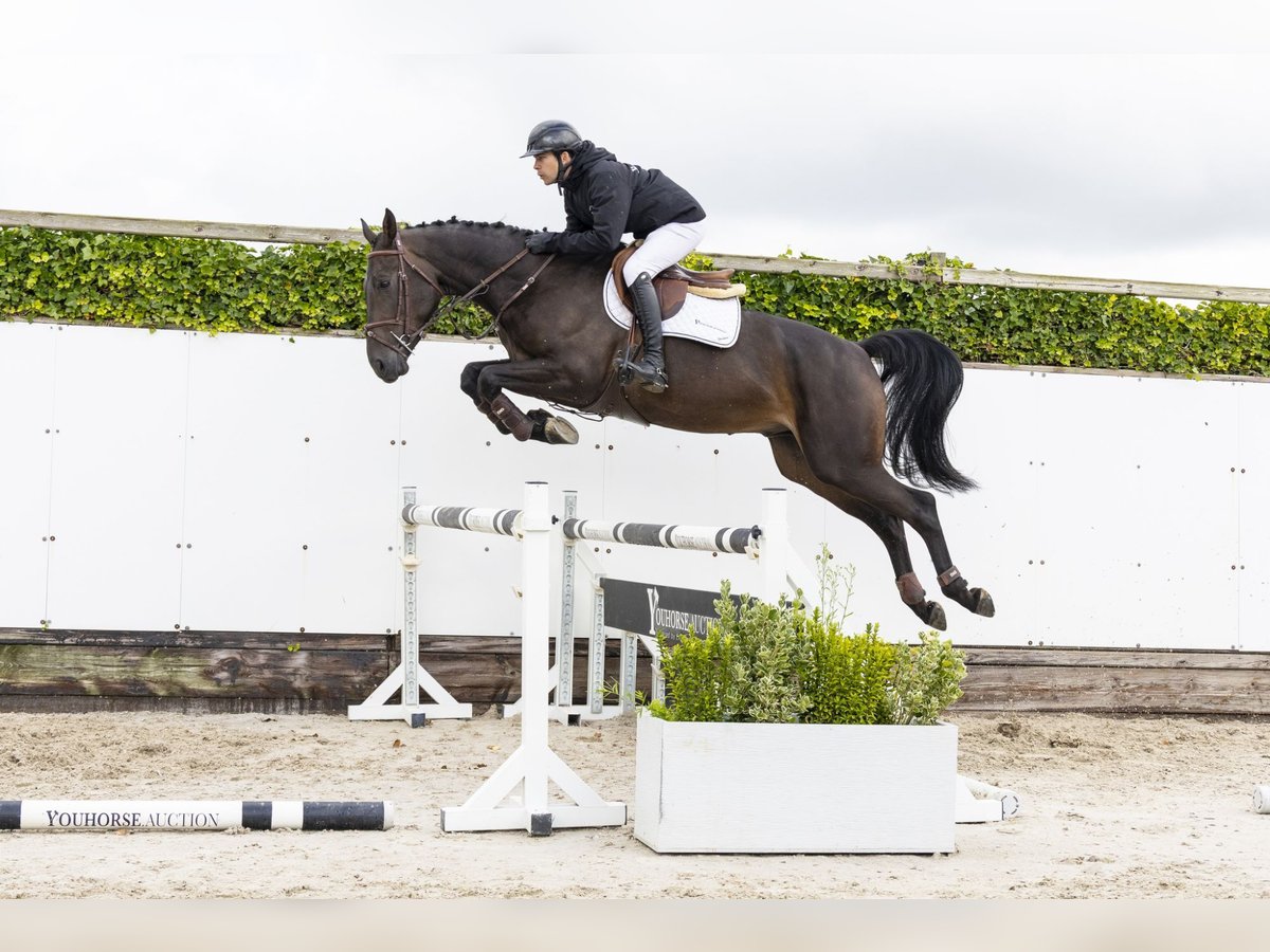 Zangersheider Hongre 5 Ans 171 cm Bai brun in Waddinxveen
