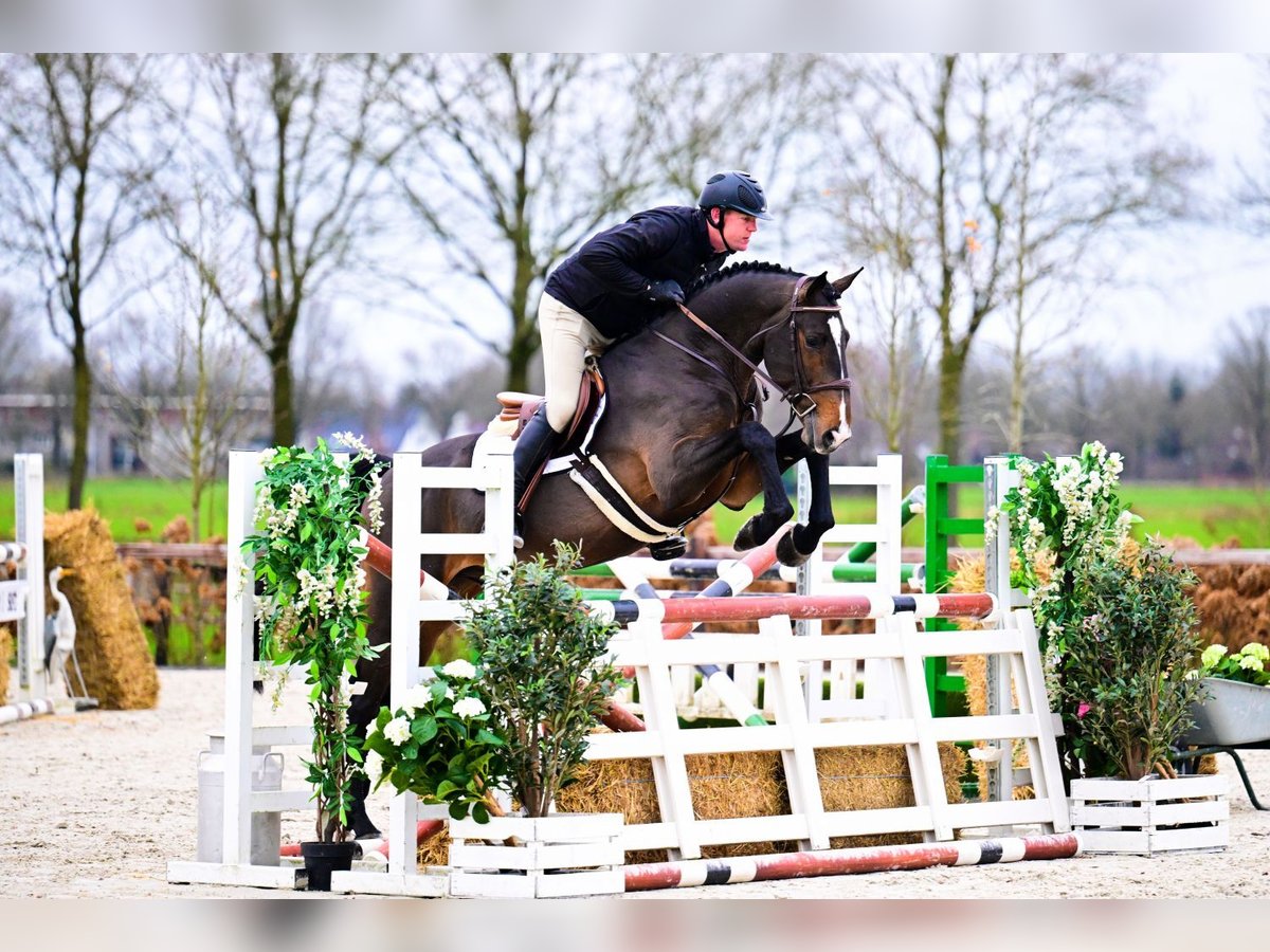 Zangersheider Hongre 5 Ans Bai brun in Bladel