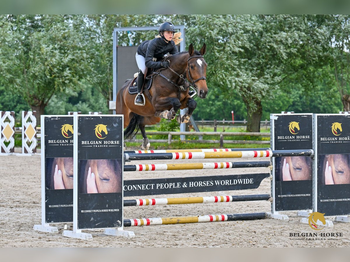 Zangersheider Hongre 5 Ans Bai brun in Sint-Katelijne-Waver