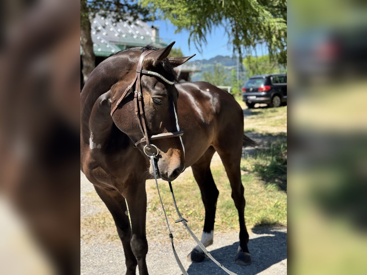 Zangersheider Hongre 5 Ans Bai brun foncé in Schlins