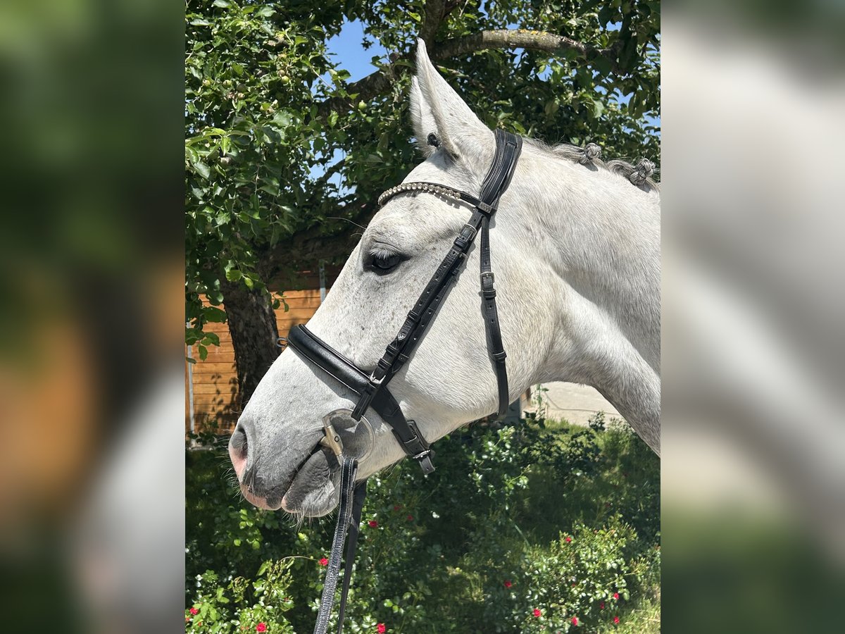 Zangersheider Hongre 6 Ans 166 cm Gris pommelé in Bad W&#xF6;rishofen